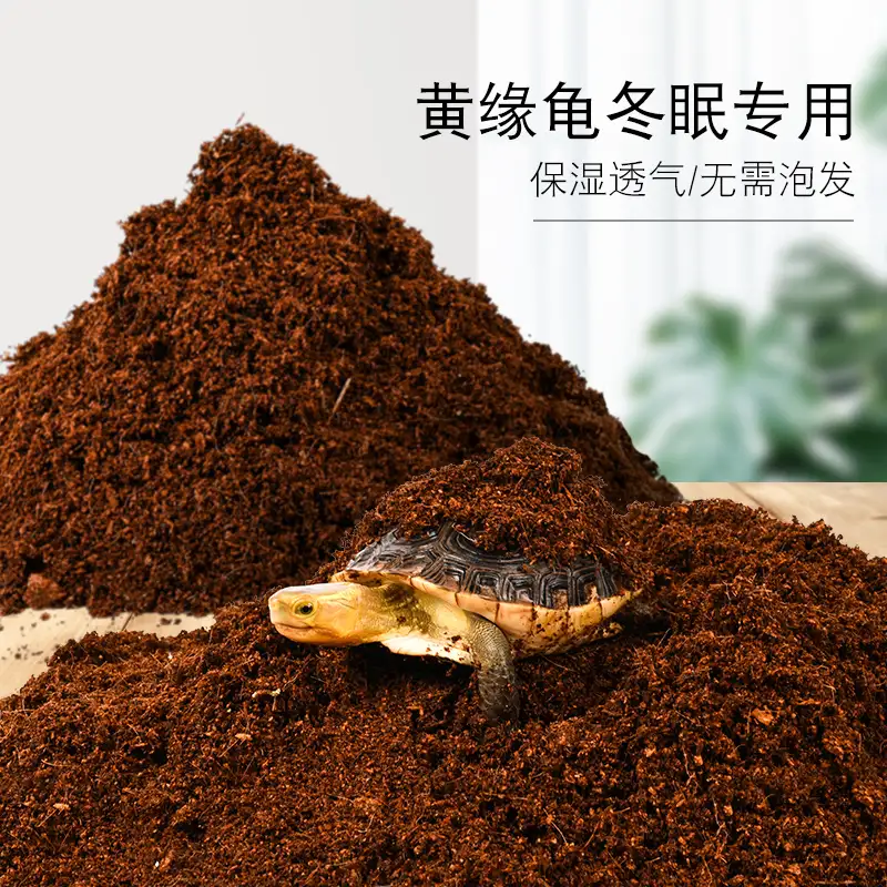 乌龟如何过冬(乌龟如何过冬比较好)
