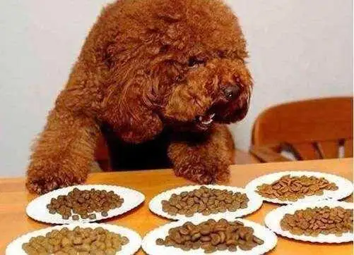 泰迪狗吃什么狗粮(泰迪狗粮排行榜前十)