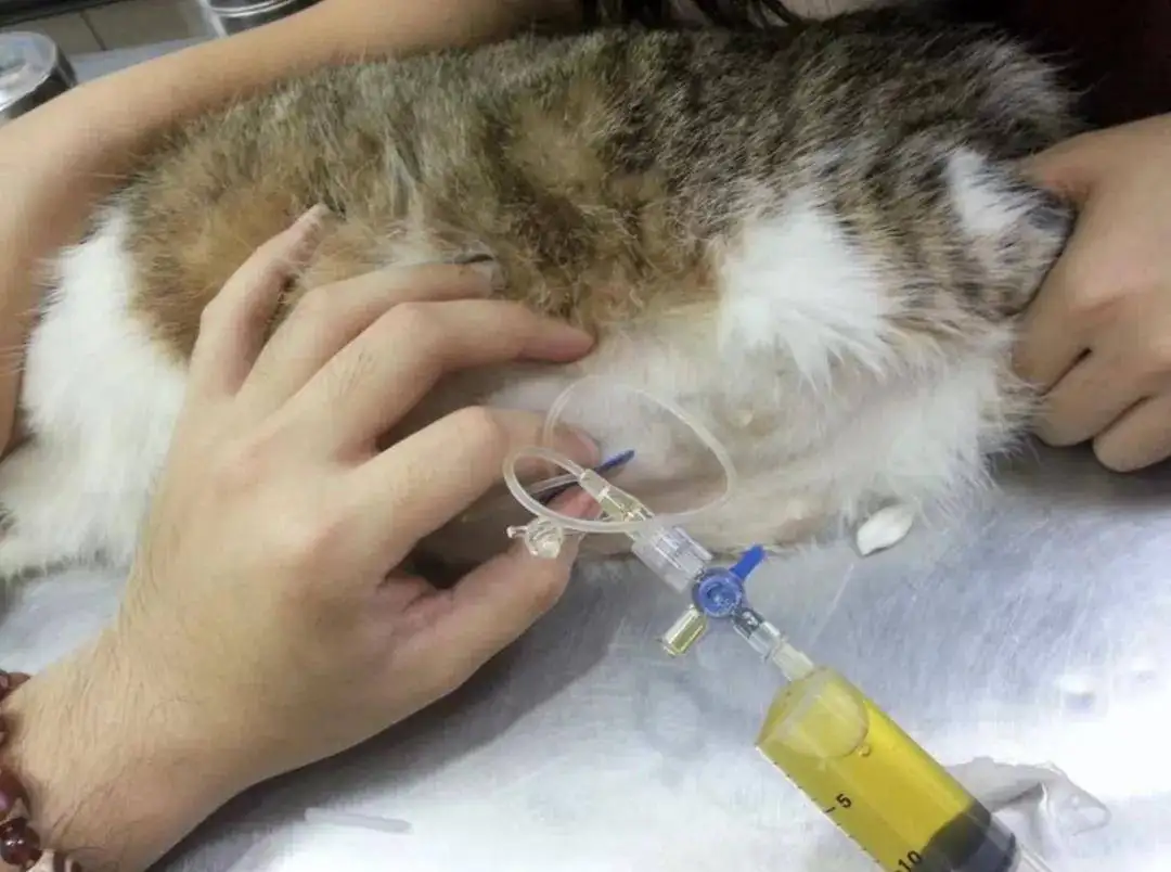 得猫传腹怎么办(猫患传腹如何减轻后期的痛苦)