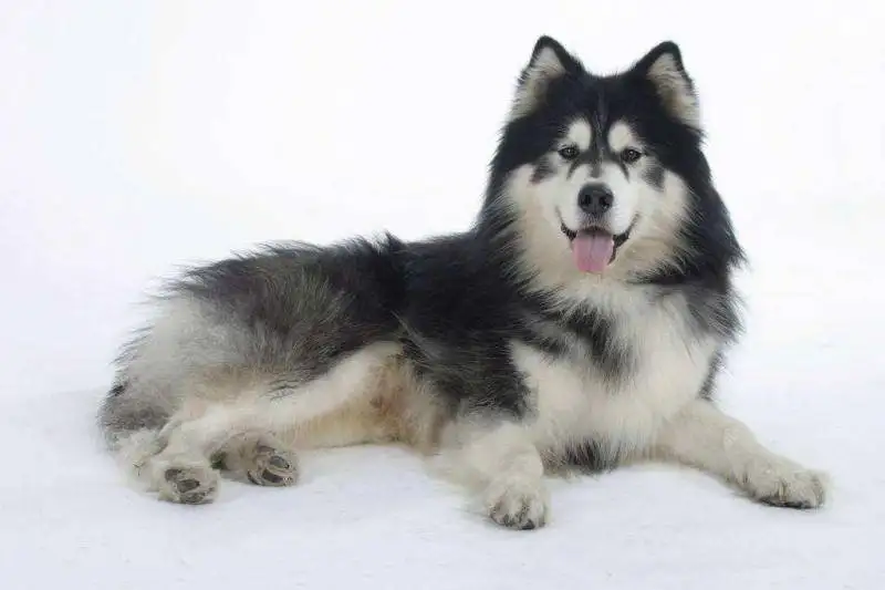 大型阿拉斯加犬多少钱(大型阿拉斯加多少钱一只)