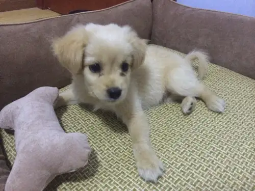 狗狗一个月能长多大(狗狗一个月能长多大图片)