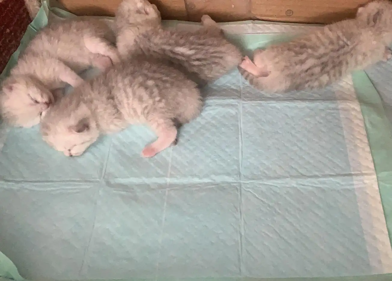 猫几岁怀孕(猫几岁怀孕比较好)