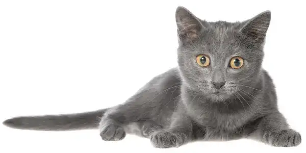 异国短毛猫灰色(异国短毛猫 灰色)