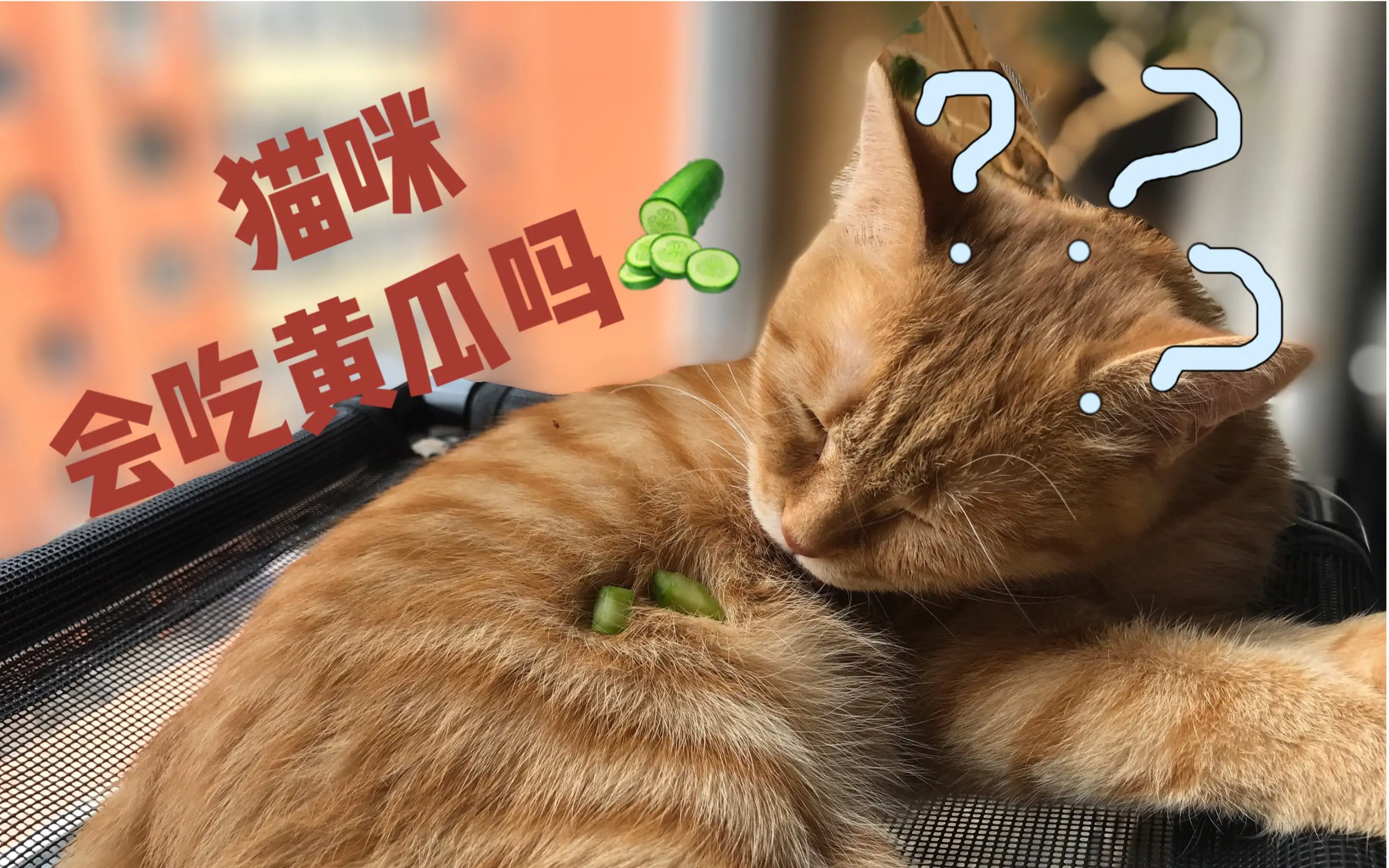 猫咪吃黄瓜吗(小猫咪吃黄瓜吗)