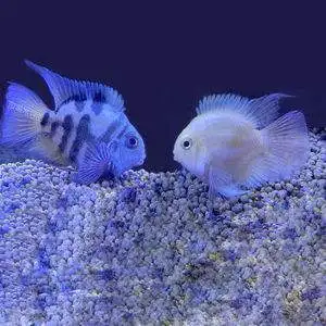 宝蓝鹦鹉鱼怎么养(宝蓝鹦鹉鱼怎么养殖)