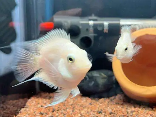 宝蓝鹦鹉鱼怎么养(宝蓝鹦鹉鱼怎么养殖)