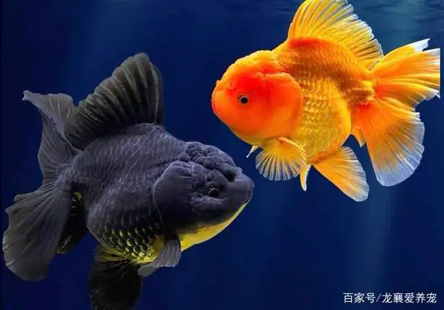 金鱼养殖方法(金鱼养殖方法与技巧大全)