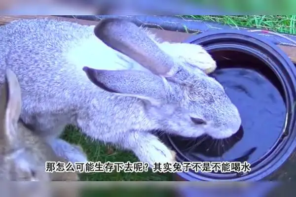 兔子会自己喝水吗(兔子可以自己喝水吗)