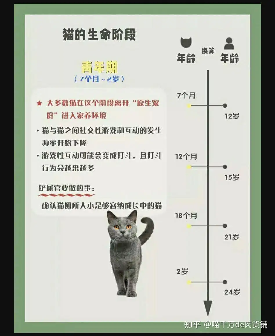 美短猫的寿命是几年(美短的寿命一般有几年)