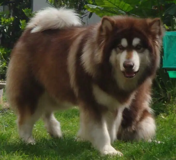 大型阿拉斯加犬多少钱(大型阿拉斯加多少钱一只)