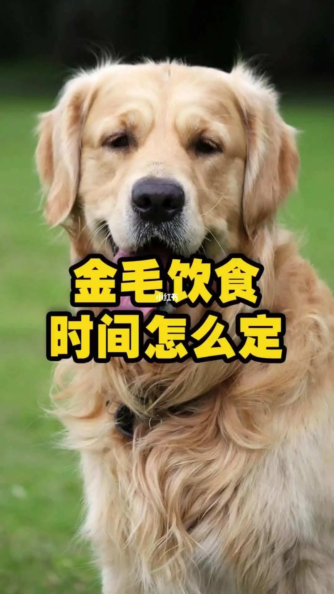 金毛不吃饭吃什么药好(金毛不吃饭怎么办精神不错)