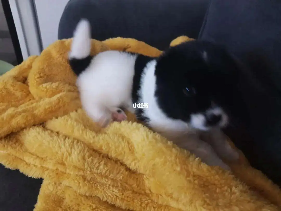 狗狗一个月能长多大(狗狗一个月能长多大图片)