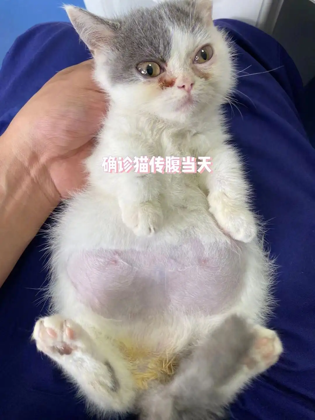 猫咪打441一针多少钱(猫咪打441一针多少钱啊)