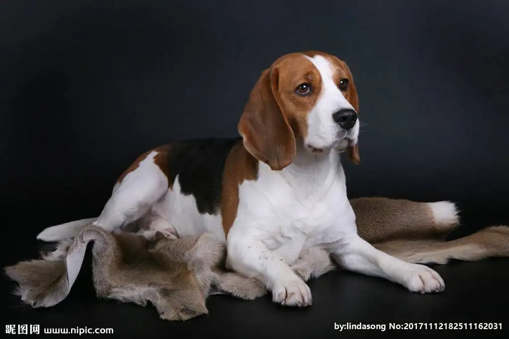 温顺的中型犬(温顺的中型犬排行榜)
