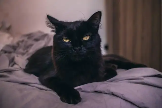 猫的品种黑色(猫的品种黑色是什么猫)