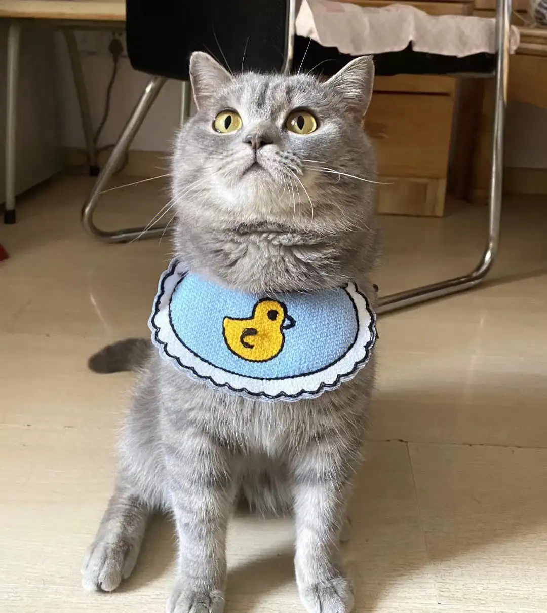 爆米花是什么品种的猫(爆米花是什么品种的猫图片)