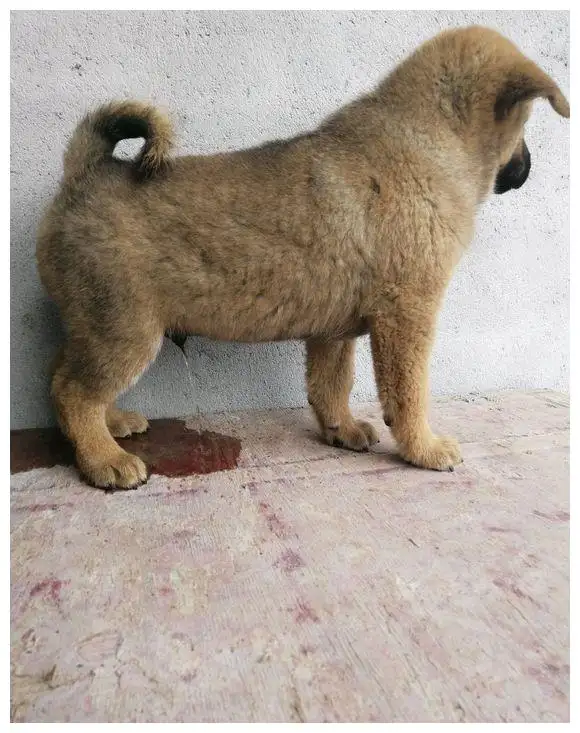 中华田园犬幼年(中华田园犬幼年图片)