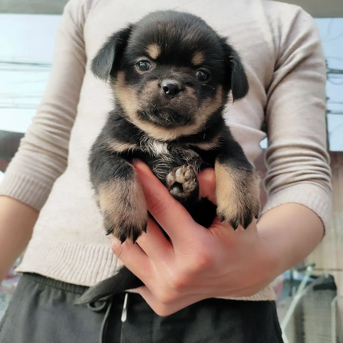 中华田园犬幼年(中华田园犬幼年图片)