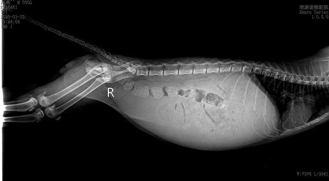 胸水型猫传腹(猫传腹胸腔积液是后期吗)