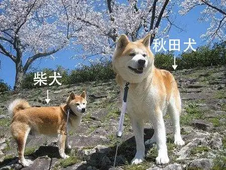 秋田犬与柴犬有什么明显区别(秋田犬与柴犬有什么明显区别呢)