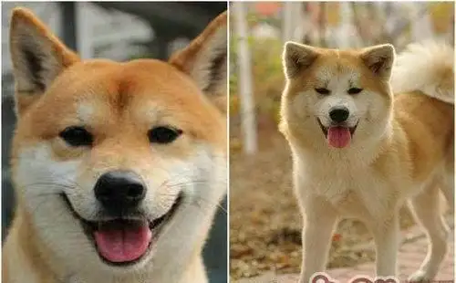 柴犬跟秋田犬(柴犬跟秋田犬是一个品种吗)