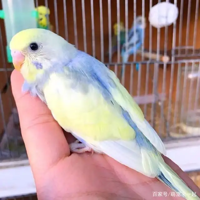 虎皮鹦鹉贵吗(虎皮鹦鹉贵吗值得养吗)