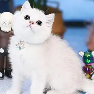长不大的猫有哪些品种(长不大的猫有哪些品种图片)