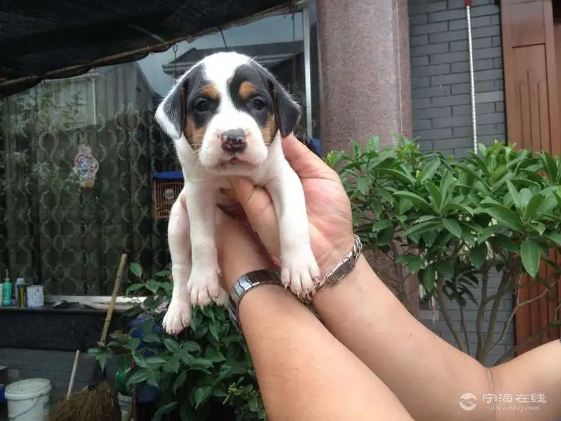 太仓小型犬(太仓犬舍在哪里)