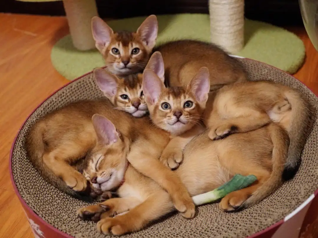 阿比西尼亚猫串串(阿比西尼亚猫品相的挑选)