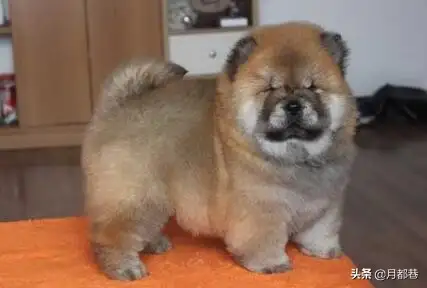 松狮幼犬大概多少钱一只(松狮犬200至300钱一只)