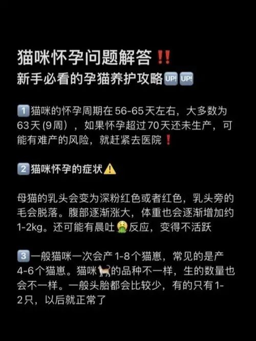 猫的孕期多久(怀孕期间可以养猫吗)