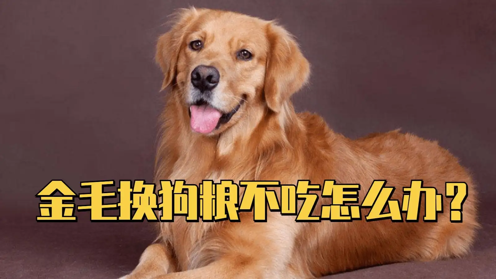 狗狗吃什么样的狗粮(狗狗十大禁忌食物一览表)