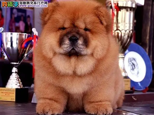 松狮幼犬大概多少钱一只(松狮犬200至300钱一只)