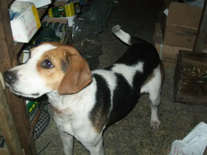 太仓小型犬(太仓犬舍在哪里)
