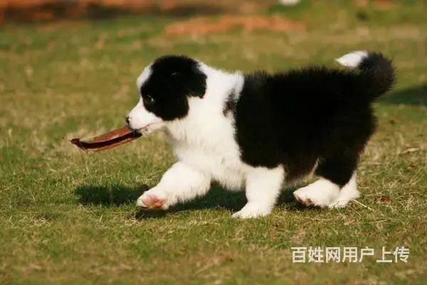 边牧犬纯种幼犬多少钱(边牧犬多少钱一只幼崽知乎)