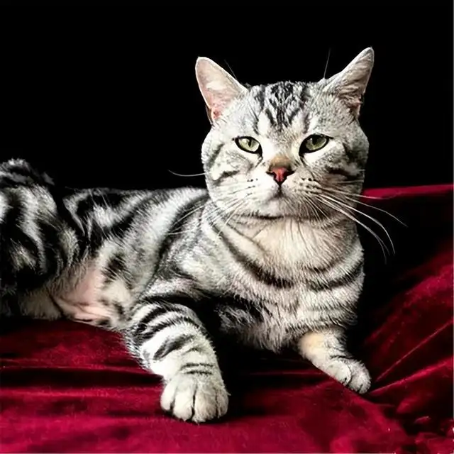 猫品种美短价格(猫的品种美短多少钱)