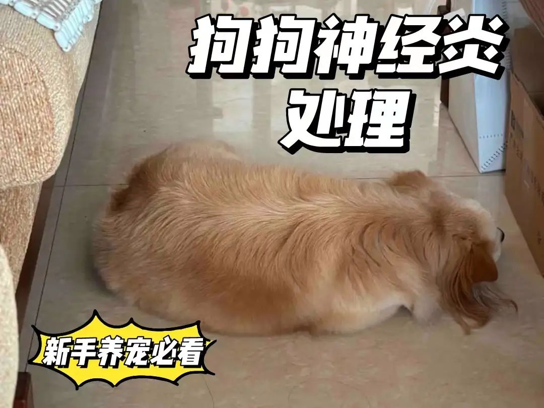 狗抽搐能活多久(狗抽搐能活多久啊)