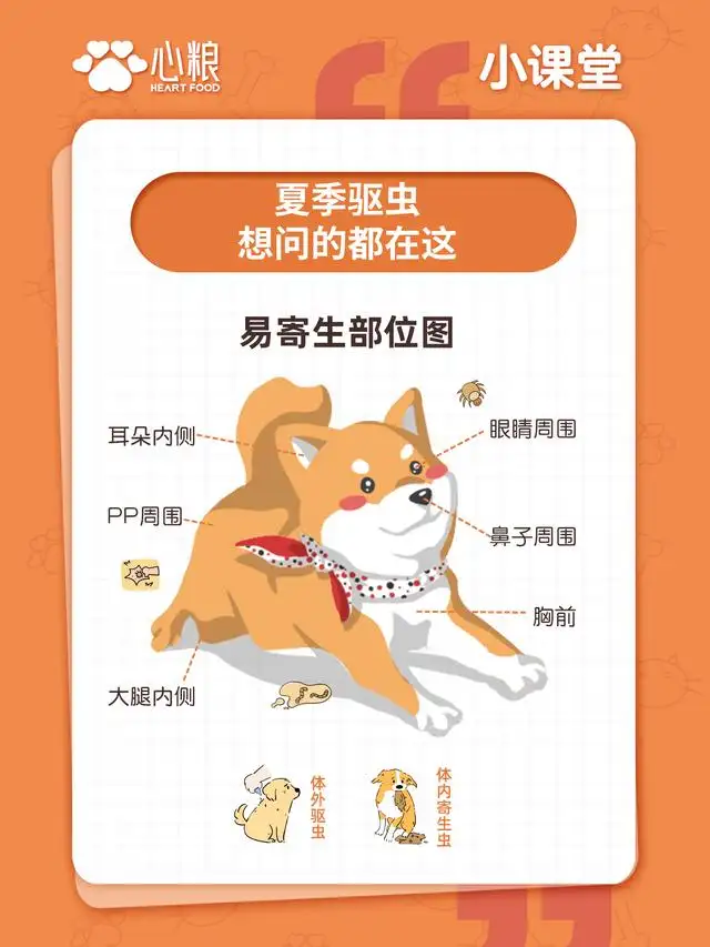 宠物驱虫的作用(宠物驱虫的作用是什么)