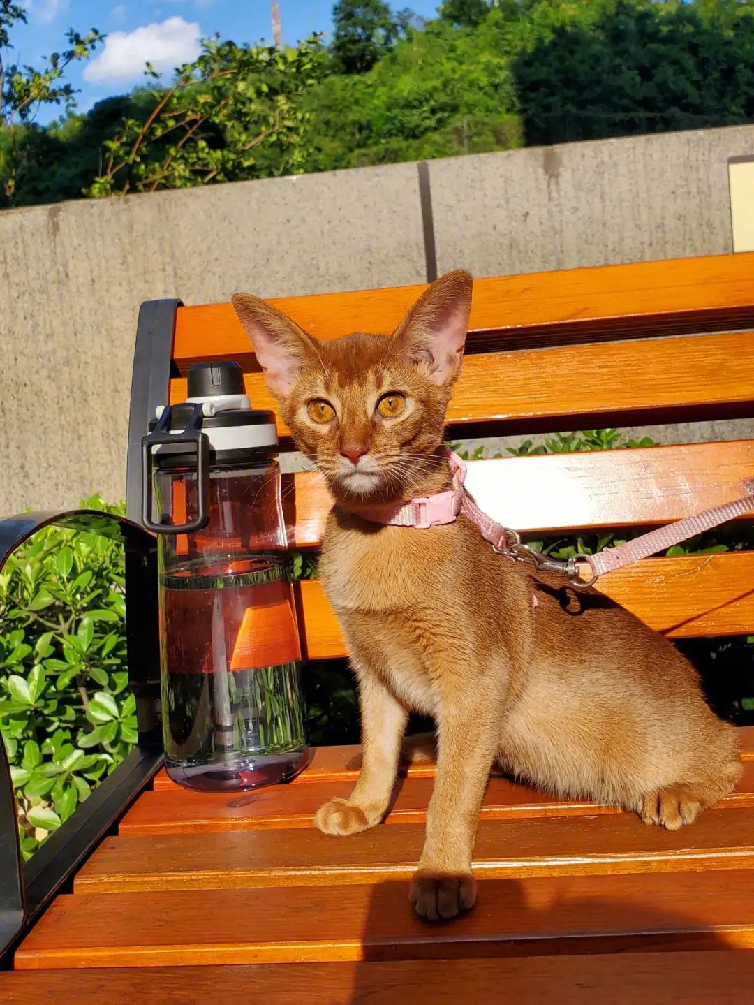 阿比西尼亚猫串串(阿比西尼亚猫品相的挑选)