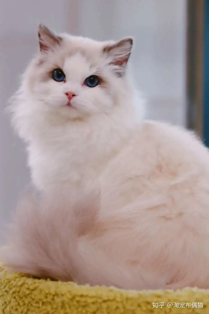 这是布偶猫(布偶猫是什么样的猫)