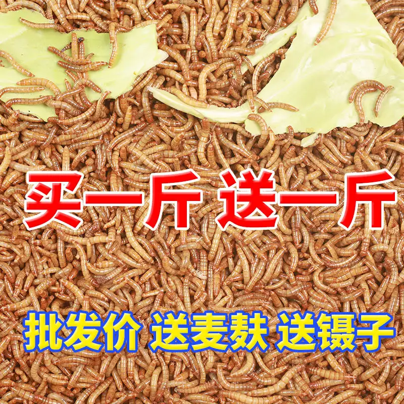 龟吃面包虫好吗(龟吃面包虫好消化吗)