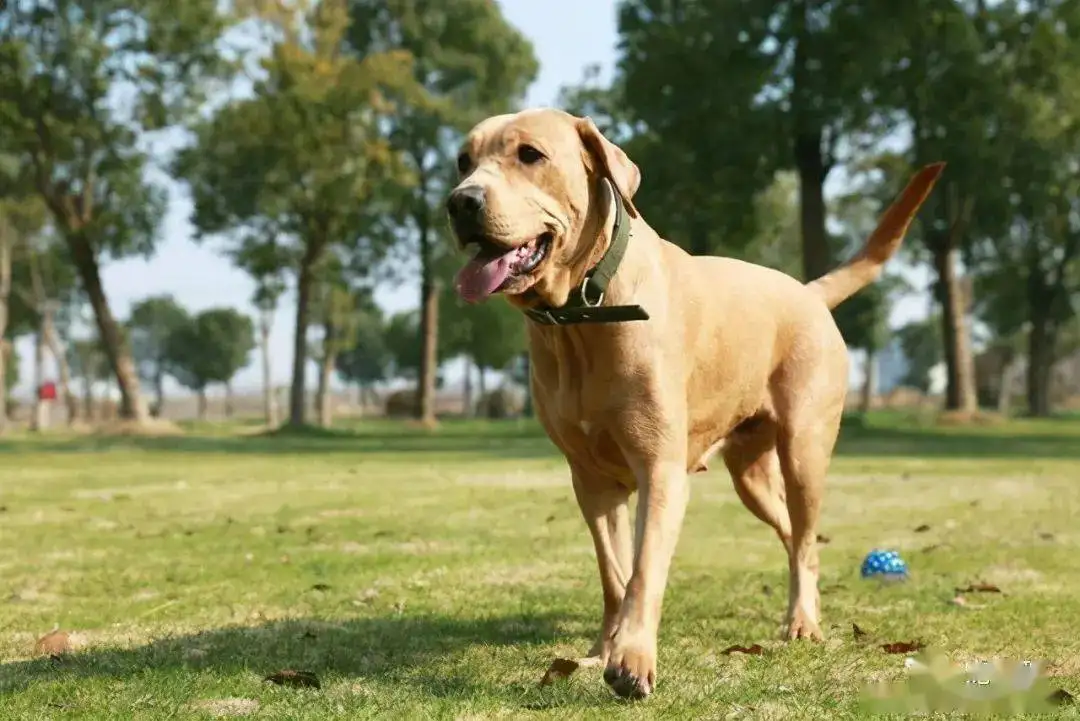 温顺的中型犬(温顺的中型犬排行榜)