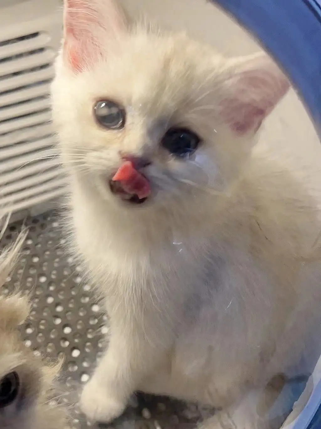爆米花是什么品种的猫(爆米花是什么品种的猫图片)