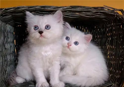 宠物猫品种大全大全排行(宠物猫品种大全及图片名称)