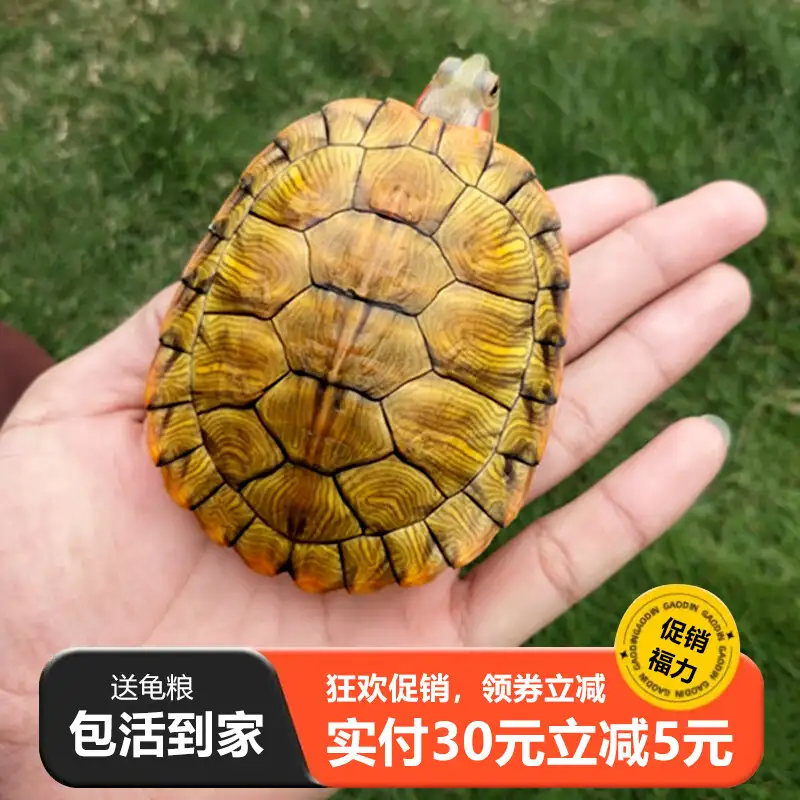 巴西龟8厘米多大岁数(巴西龟6到8厘米好养吗)