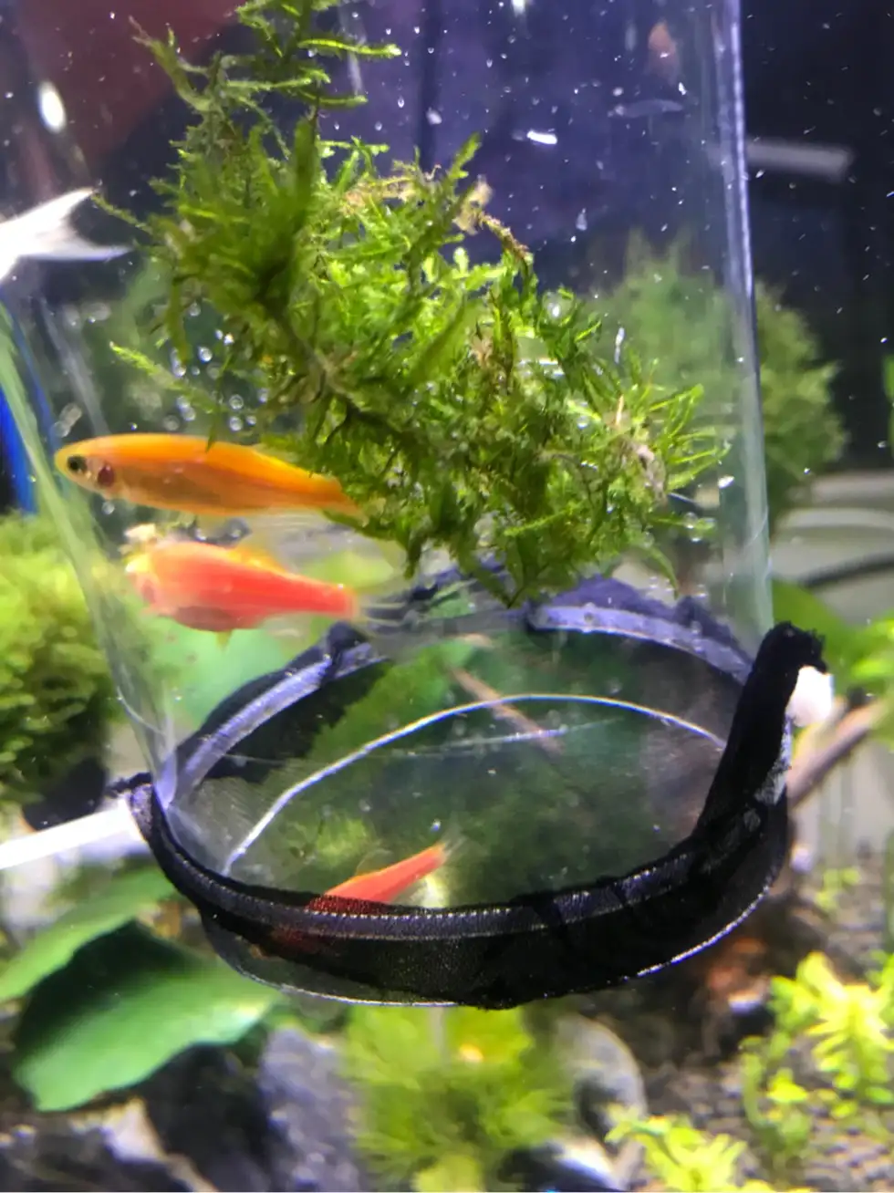 暗夜斑马鱼是怎么繁殖的(斑马鱼是晚上产卵还是白天)