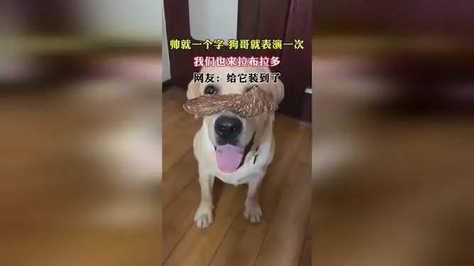 拉布拉多和哈士奇(拉布拉多和哈士奇配种)