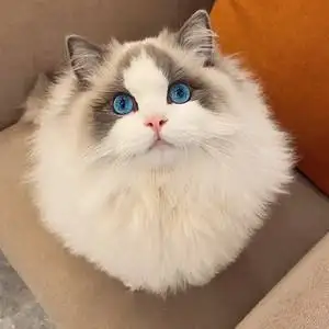 布偶猫咪图片(布偶猫咪图片高清)