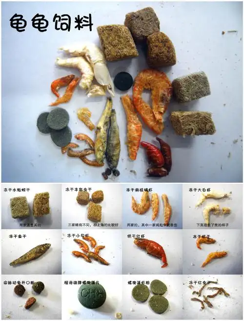 宠物小龟吃什么(宠物龟吃什么放多少水)