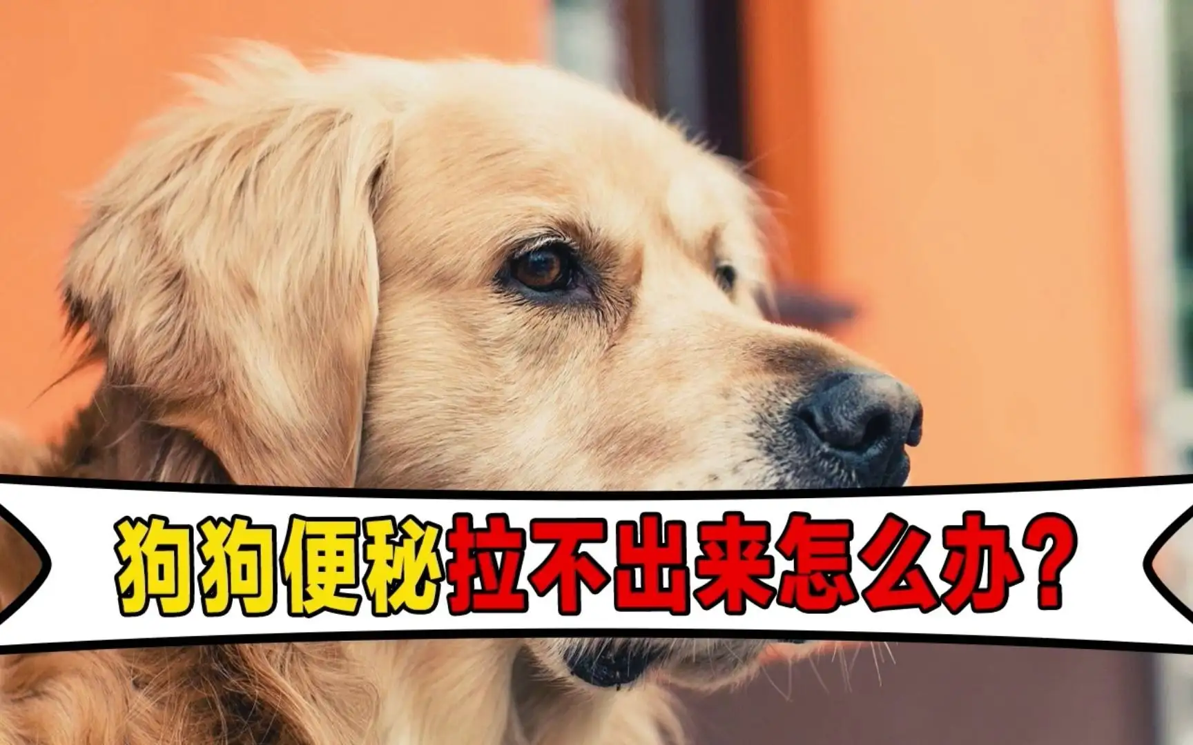小狗便秘了怎么办(狗狗大便堵在肛门,很硬,怎么办)